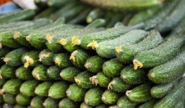 最新黄瓜爆料,揭秘绿色蔬菜背后的秘密与营养